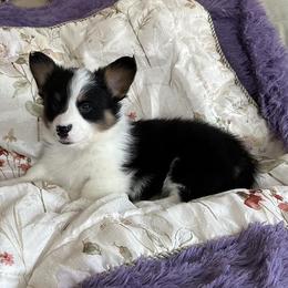 Cinder - Pembroke Welsh Corgi puppy from Hickory Springs Corgis
