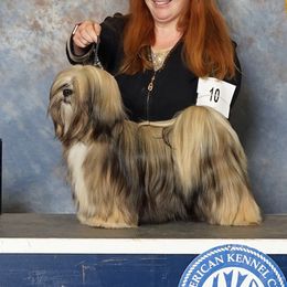 Blair - Lhasa Apso