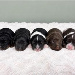 Cavapoo puppies from Dawson & Daryn's Royal Companions