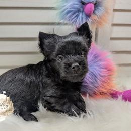 Versace - Black and tan male Yorkshire Terrier puppy in Austin, Texas from Rhine Valley Yorkies