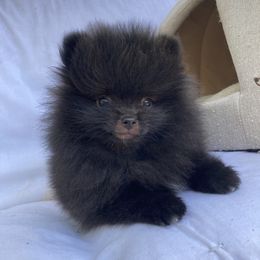 Ranger - Black male Pomeranian puppy in Citrus Heights, California from Yev and Marina's Pomeranians (AKC)