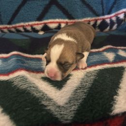 Rudolph (boy 1) - Red male Pembroke Welsh Corgi puppy in Maupin, Oregon from Bailey Nannini