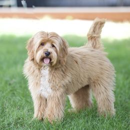 Quinn - Australian Labradoodle
