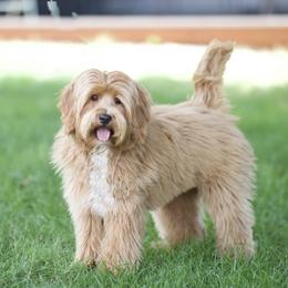 Quinn - Australian Labradoodle
