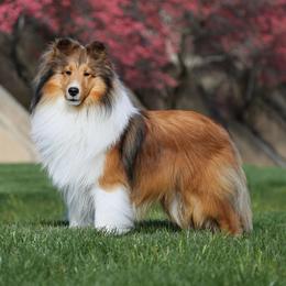 Seeker - Shetland Sheepdog