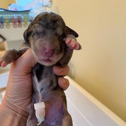Boy Red - Blue merle male Bernedoodle puppy in Bend, Oregon from Bella Ridge Farms & Dapper Doodles