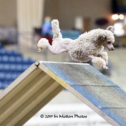 Biewer Terriers and Poodles from Classic Biewers