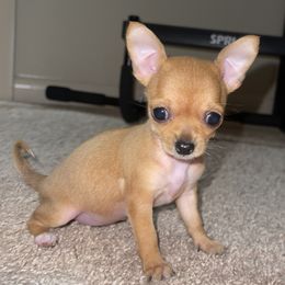 Chihuahuas from Moore Chi Pups