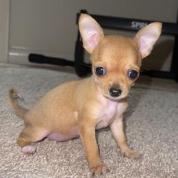 Chihuahuas from Moore Chi Pups