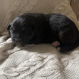 Brody - Black tri-color male Australian Shepherd puppy in Bainbridge, Ohio from CK Aussies