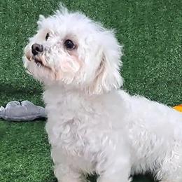Ellie - Maltese