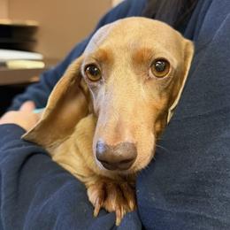Rein - Dachshund