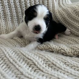 Miniature American Shepherd Puppies from Morning Glory Minis