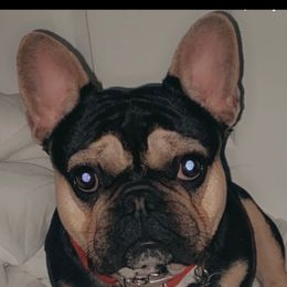 Cash - French Bulldog