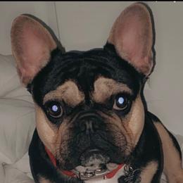 Cash - French Bulldog