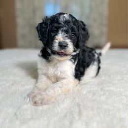 Birdie - Parti female Goldendoodle puppy in Osage City, Kansas from Golden Ridge Goldens