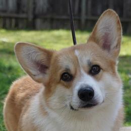 Pi - Pembroke Welsh Corgi
