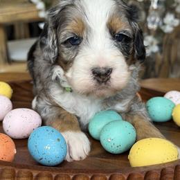 Bruno - Green - Merle male Bernedoodle puppy in Yuciapa, California from AlltheDoodlez_