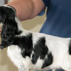 English Cocker Spaniels from Jeri's English Cockers