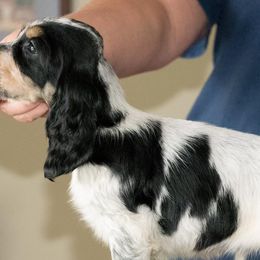 English Cocker Spaniels from Jeri's English Cockers