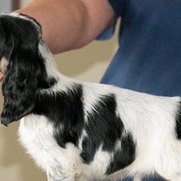 English Cocker Spaniels from Jeri's English Cockers