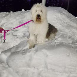 "Valentine born 2/2/22 Dawn and Bolo" Old English Sheepdog All Grown Up from XPRSSNS
