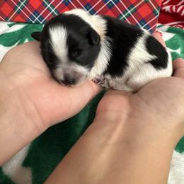 Orange girl - Parti female Miniature Schnauzer puppy in Oneonta, Alabama from Murphree Valley Kennels
