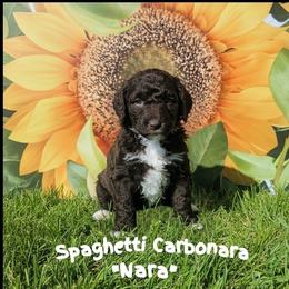 Nara - Brown and white female Sheepadoodle puppy in Berwick, Pennsylvania from Wright’s Wiggle Butts