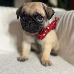 Churro - Fawn male Pug puppy in Arkansas, Kansas from Kansas AKC Pug puppies