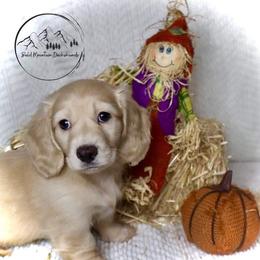 Dachshund Puppies from Bald Mountain Dachshunds