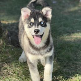 Raven - Black and white female Pomsky puppy in Lewiston, Minnesota from Family Pomsky