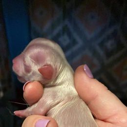 Chihuahua Puppies from Clements Exotics and Chihuahua