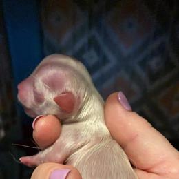 Chihuahua Puppies from Clements Exotics and Chihuahua