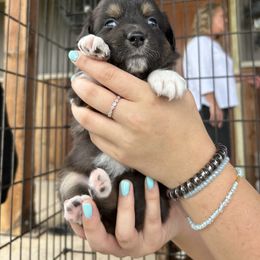 Australian Shepherd Puppies from DB Legends