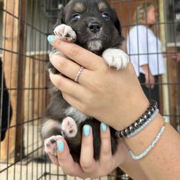 Australian Shepherd Puppies from DB Legends