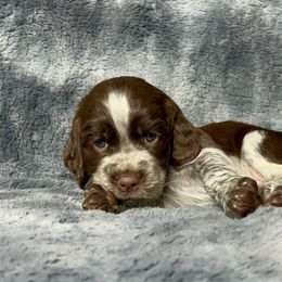 Charlotte - Liver white and roan female English Springer Spaniel puppy in Battle Creek, Michigan from Eden Springer Spaniels