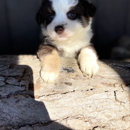 Australian Shepherd, Miniature American Shepherd, and Toy Australian Shepherd Puppies from Blue’s Family Aussies