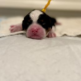 Anastasia (Yellow Collar) - Tri-color female Bernedoodle puppy in Stanwood, Washington from Butter Cup Pups and Paws