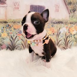 Boston Terrier Puppies from Our Gang Bostons