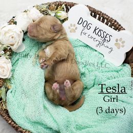Girl 3 - female Goldendoodle puppy in Corona, California from Fluffy Puppy Mini Doodles LLC