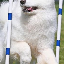 Samoyeds from Diane Dings' Samoyeds
