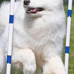 Samoyeds from Diane Dings' Samoyeds