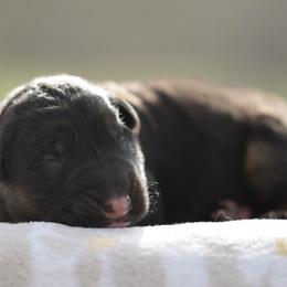 Idol - Black and red male German Shepherd puppy in Canton, Texas from WILDWOOD GERMAN SHEPHERDS