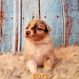 Australian Shepherd Puppies from Winsome Aussies