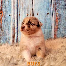 Australian Shepherd Puppies from Winsome Aussies
