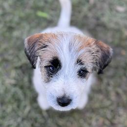 Girl 1 - female Russell Terrier puppy in Sunnyvale, California from Roger's Russell Terriers