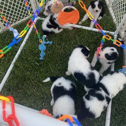 Border Collie puppies from Higher Goals Border Collies
