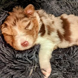 Australian Shepherd Puppies from Ocean Cliff Aussies