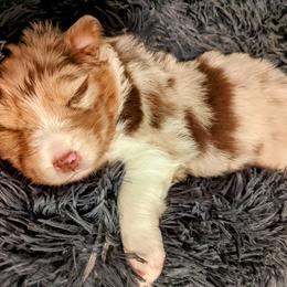Australian Shepherd Puppies from Ocean Cliff Aussies