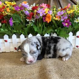 Sage - Blue merle female Miniature American Shepherd puppy in Cowlitz County, Washington from Pleasant Woods Miniature American Shepherds
